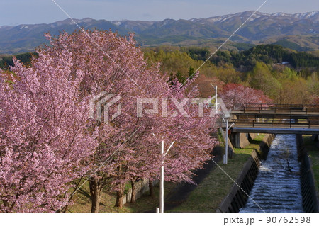 青森県弘前市百沢裾野　オオヤマザクラネックレスロードに面する岩木山総合公園の桜並木と白神山地の景色 90762598