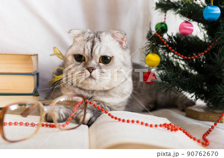 Cat sits under the Christmas tree with books and glasses 90762670