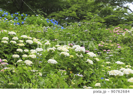 うつぶな公園のあじさい 山梨 うつぶな公園のあじさい 山梨 90762684