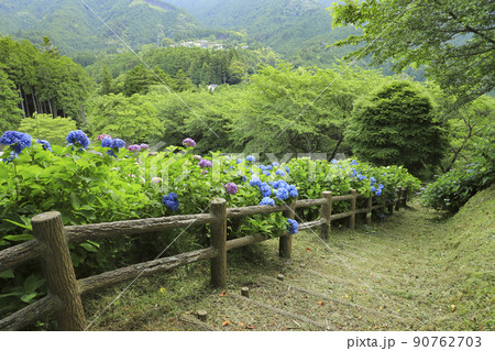 うつぶな公園のあじさい　山梨 90762703