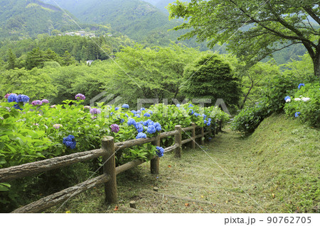 うつぶな公園のあじさい 山梨 うつぶな公園のあじさい 山梨 90762705