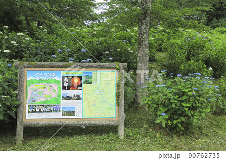 うつぶな公園のあじさい　山梨 90762735