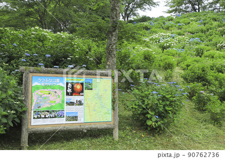 うつぶな公園のあじさい　山梨 90762736