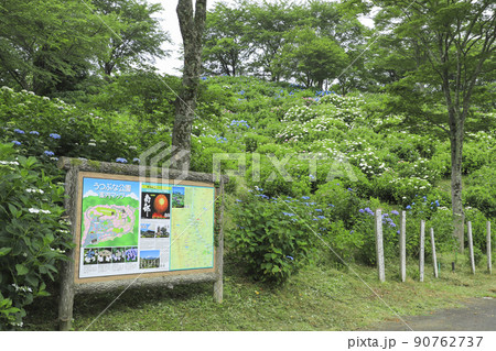 うつぶな公園のあじさい　山梨 90762737