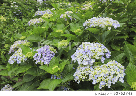 うつぶな公園のあじさい　ウズアジサイ　山梨 90762743
