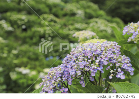 うつぶな公園のあじさい　ウズアジサイ　山梨 90762745