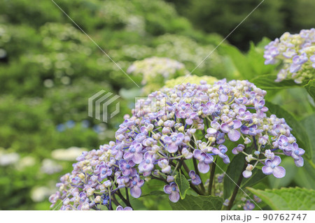うつぶな公園のあじさい　ウズアジサイ　山梨 90762747