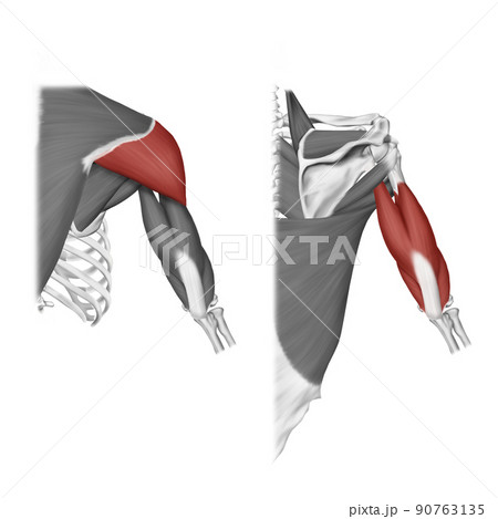医学 解剖学 90763135
