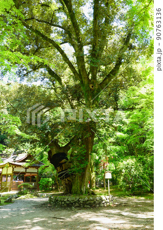 京都 上賀茂神社 睦の木 京都 上賀茂神社 睦の木 90763136