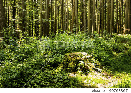 a large spruce stump abundantly overgrown with moss in the forest 90763367