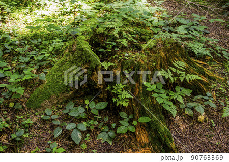 a large spruce stump abundantly overgrown with moss in the forest 90763369
