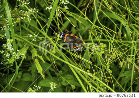 a painted lady butterfly (Vanessa cardui) with damaged wings on flower 90763531