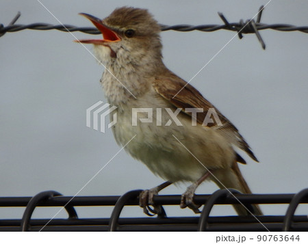 さえずっている時の横向きのオオヨシキリ さえずっている時の横向きのオオヨシキリ 90763644