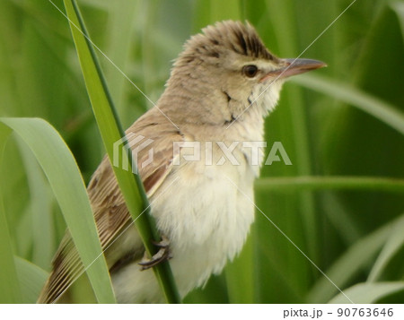 葦の葉に肢でしっかりつかまっているオオヨシキリ 90763646
