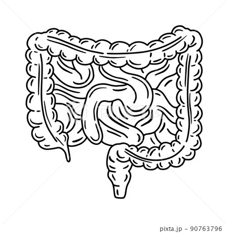 3565 Small Intestine Stock Photos HighRes Pictures and Images  Getty  Images