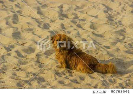 pekingese on the sand at the beach pekingese on the sand at the beach 90763941