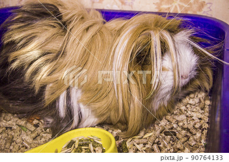a red domestic coronet guinea pig (cavia porcellus) 90764133