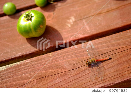 収穫したての青いトマトと赤とんぼ 90764683