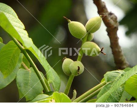 きれいな緑色をした実りがけのオニグルミの実 90764684