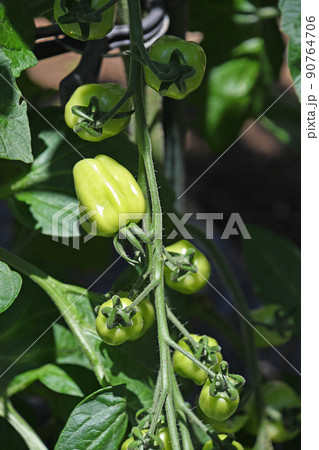 成長中の家庭菜園のミニトマト(コンフェット) 成長中の家庭菜園のミニトマト(コンフェット) 90764706
