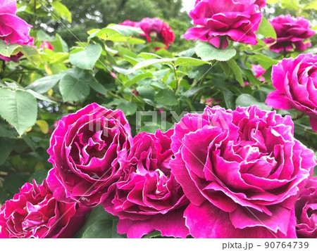 横並びの赤紫色のバラ 90764739