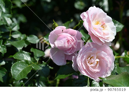 薔薇の品種・ハンスゲーネバインの花 90765019
