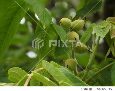 上に向けて成長を始めてきたオニグルミの実 90765145