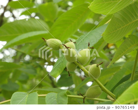 連なってできる特徴が見事なオニグルミの実 90765149
