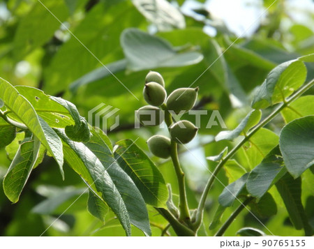 薄い産毛をまとったオニグルミの実 90765155