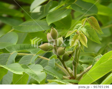 花の咲き終わった後につきはじめたオニグルミの実 90765196