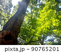 新緑　葉っぱ　木漏れ日 90765201