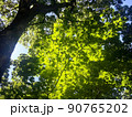 新緑　樹木　葉っぱ　木漏れ日 90765202