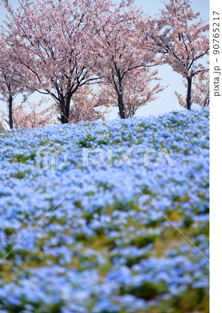 ネモフィラと桜と海 90765217