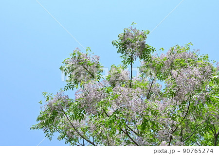 初夏に咲くセンダンの花と青空 初夏に咲くセンダンの花と青空 90765274
