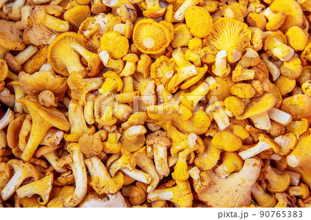 Chanterelle mushrooms. Just collected and sorted. Not washed. A lot. Background 90765383