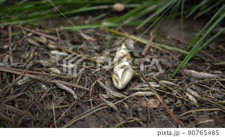 Lots of dead fish on the shore. Ecological disaster mass death of fish. 90765485