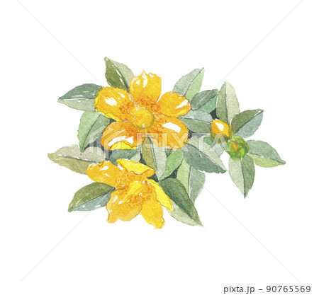 金糸梅 キンシバイ 金糸梅 キンシバイ 90765569