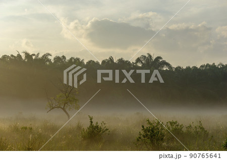 Fog over the grass in the morning. Nature along the way in Chumphon Province Thailand Fog over the grass in the morning. Nature along the way in Chumphon Province Thailand 90765641