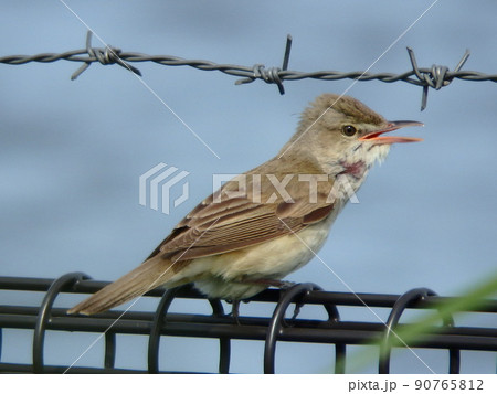 さえずりをしているオオヨシキリの横向きの様子 90765812