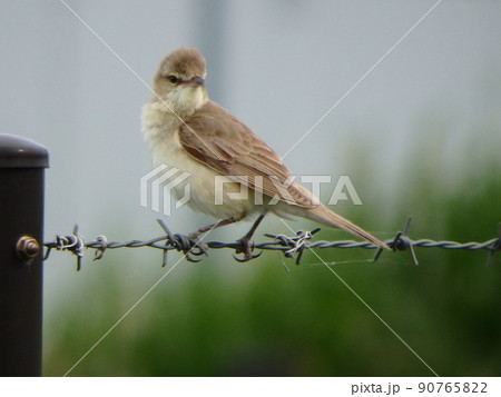 鉄線に肢でしっかりつかまっているオオヨシキリ 90765822