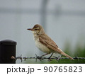 フェンスにつかまっている横向きのオオヨシキリ 90765823