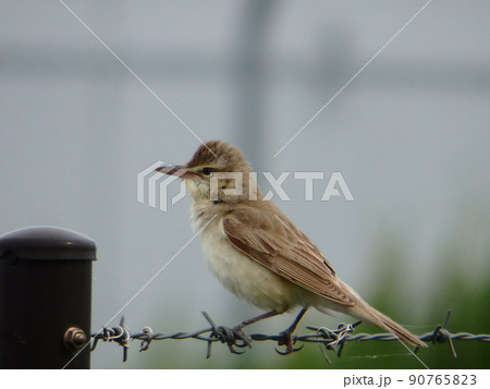 フェンスにつかまっている横向きのオオヨシキリ フェンスにつかまっている横向きのオオヨシキリ 90765823