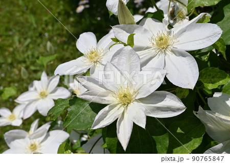 クレマチス(キンポウゲ科)の白い花 クレマチス(キンポウゲ科)の白い花 90765847