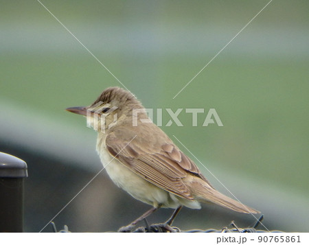 フェンスの上段につかまっていたオオヨシキリの全体像 90765861