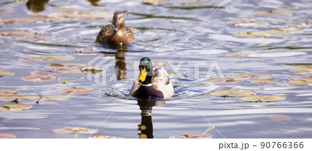Duck swimming in water. Sunny Day. 90766366