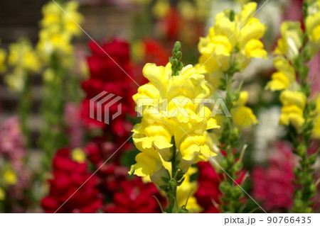 キンギョソウの花 90766435