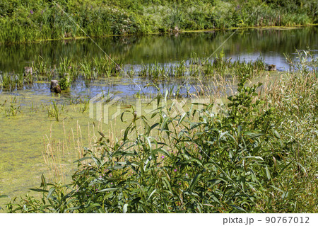 the surface of the water in the swamp covered with green duckweed the surface of the water in the swamp covered with green duckweed 90767012