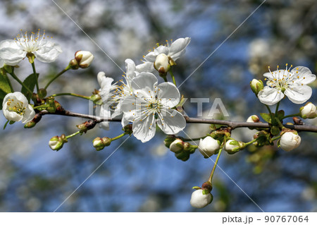 cherry blossoms during blooming with white flowers in the garden cherry blossoms during blooming with white flowers in the garden 90767064