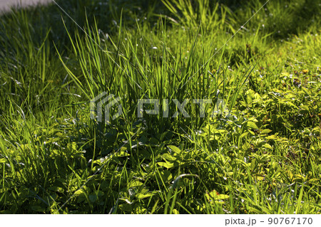 simple plain grass weeds on the field in the summer season 90767170