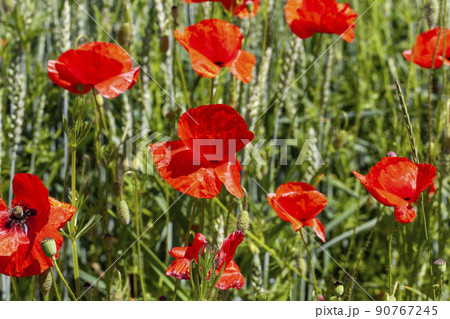 red poppies growing in an agricultural field with cereals red poppies growing in an agricultural field with cereals 90767245
